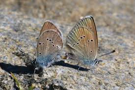 Attēlu rezultāti vaicājumam “Cupido minimus underside”