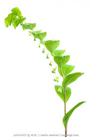 Attēlu rezultāti vaicājumam “Polygonatum multiflorum”