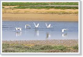 Image result for Sussex Swans