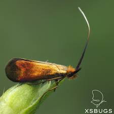 Attēlu rezultāti vaicājumam “Adelidae”