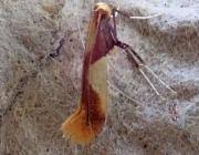 Attēlu rezultāti vaicājumam “Caloptilia alchimiella”