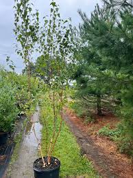 Attēlu rezultāti vaicājumam “Betula”