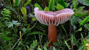 Attēlu rezultāti vaicājumam “Gloeocapsa rupestris”