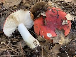 Attēlu rezultāti vaicājumam “Russula vesca”