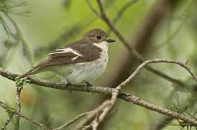 Attēlu rezultāti vaicājumam “Ficedula hypoleuca female”