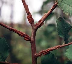 Attēlu rezultāti vaicājumam “Ulmus minor”