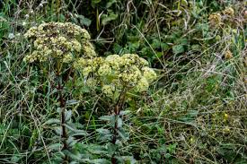 Attēlu rezultāti vaicājumam “Hylotelephium maximum”