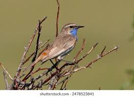 Attēlu rezultāti vaicājumam “Luscinia svecica adult”