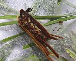 Attēlu rezultāti vaicājumam “Trichoptera”