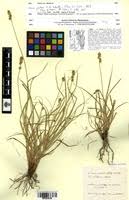 Attēlu rezultāti vaicājumam “Carex loliacea”