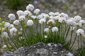 Image result for Grasnelke