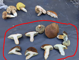 Attēlu rezultāti vaicājumam “Hymenoscyphus fructigenus var. coryli”