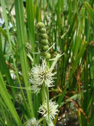 Attēlu rezultāti vaicājumam “Sparganium erectum aggr. leaf”
