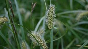 Attēlu rezultāti vaicājumam “Carex vesicaria”