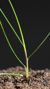 Attēlu rezultāti vaicājumam “Festuca rubra subsp. rubra fruit”