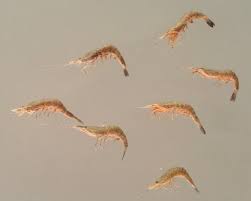 Attēlu rezultāti vaicājumam “Crangon crangon”