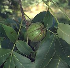 Attēlu rezultāti vaicājumam “Carya ovata leaf”