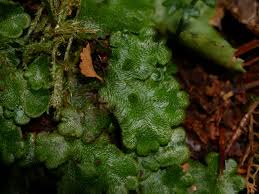 Attēlu rezultāti vaicājumam “Cephalozia connivens”