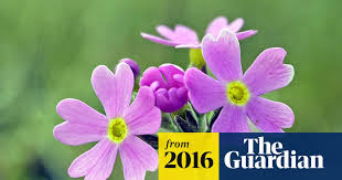 Attēlu rezultāti vaicājumam “Primula farinosa fruit”