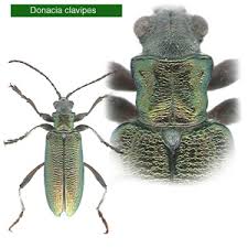 Attēlu rezultāti vaicājumam “Donacia clavipes”