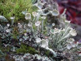 Attēlu rezultāti vaicājumam “Cladonia”