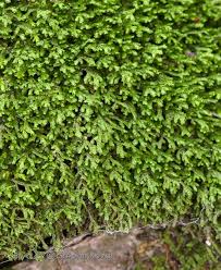 Attēlu rezultāti vaicājumam “Porella platyphylla”