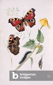 Attēlu rezultāti vaicājumam “Inachis io”