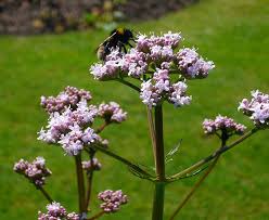 Attēlu rezultāti vaicājumam “Valeriana officinalis flower”