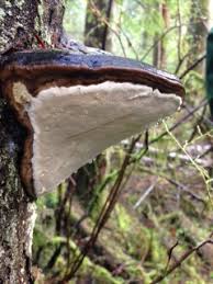 Attēlu rezultāti vaicājumam “Fomitopsis pinicola”