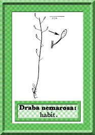 Attēlu rezultāti vaicājumam “Draba nemorosa”