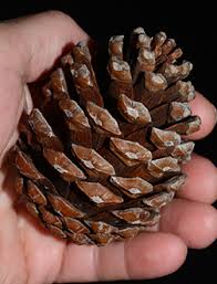 Attēlu rezultāti vaicājumam “Pinus ponderosa fruit”