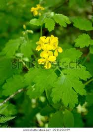 Attēlu rezultāti vaicājumam “Chelidonium majus leaf”