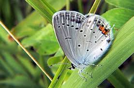 Attēlu rezultāti vaicājumam “Everes argiades underside”