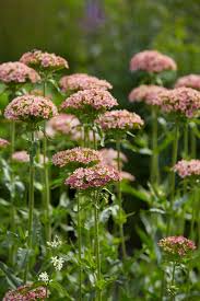 Attēlu rezultāti vaicājumam “Silene chalcedonica flower”