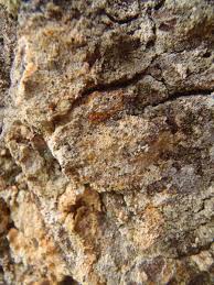 Attēlu rezultāti vaicājumam “Chaenotheca ferruginea”