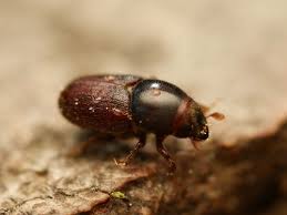 Attēlu rezultāti vaicājumam “Scolytus ratzeburgi”