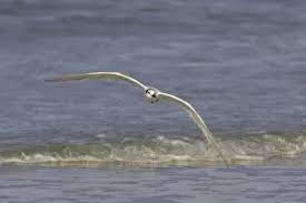 Attēlu rezultāti vaicājumam “Sterna sandvicensis adult”