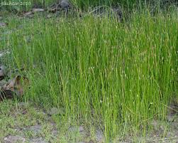 Attēlu rezultāti vaicājumam “Eleocharis palustris”