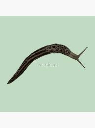 Attēlu rezultāti vaicājumam “Limax maximus”