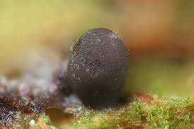 Attēlu rezultāti vaicājumam “Cribraria cancellata var. fusca spores”