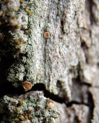 Attēlu rezultāti vaicājumam “Bacidia rubella”