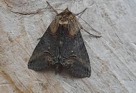 Attēlu rezultāti vaicājumam “Abrostola triplasia”