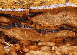 Attēlu rezultāti vaicājumam “Phellinus chrysoloma”