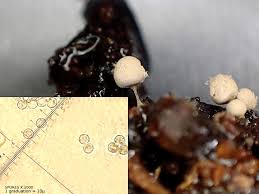 Attēlu rezultāti vaicājumam “Arcyria globosa”