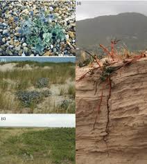 Attēlu rezultāti vaicājumam “Eryngium maritimum bud”