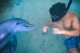 Image result for Belfairs Dolphins Snorkelling Club