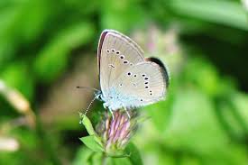 Attēlu rezultāti vaicājumam “Cyaniris semiargus”