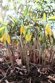 Attēlu rezultāti vaicājumam “Uvularia grandiflora flower”