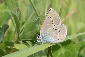 Attēlu rezultāti vaicājumam “Cyaniris semiargus male”