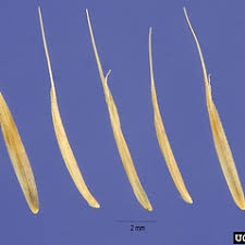 Attēlu rezultāti vaicājumam “Nardus stricta flower”